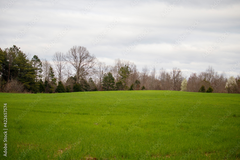 Green field