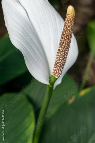 Spathiphyllum