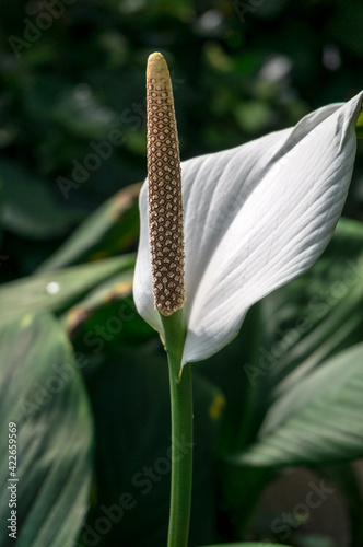 Spathiphyllum