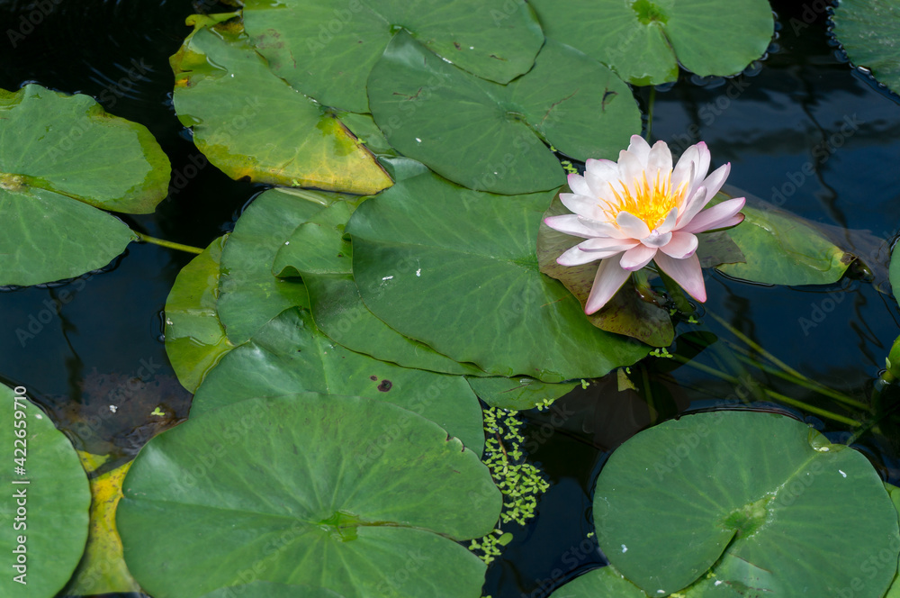 Lotus Flower (Nelumbo nucifera) Lotus Flower (Nelumbo nucifera)