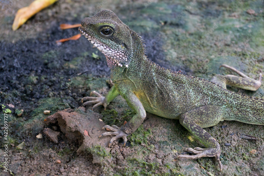 Fototapeta premium Chinese Water Dragon (Physignathus cocincinus)