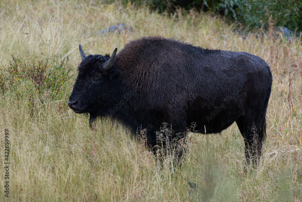 American Bison (Bison bison) American Bison (Bison bison)