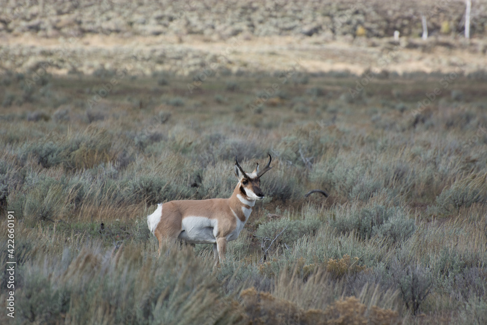 Fototapeta premium Pronghorn (Antilocapra americana)
