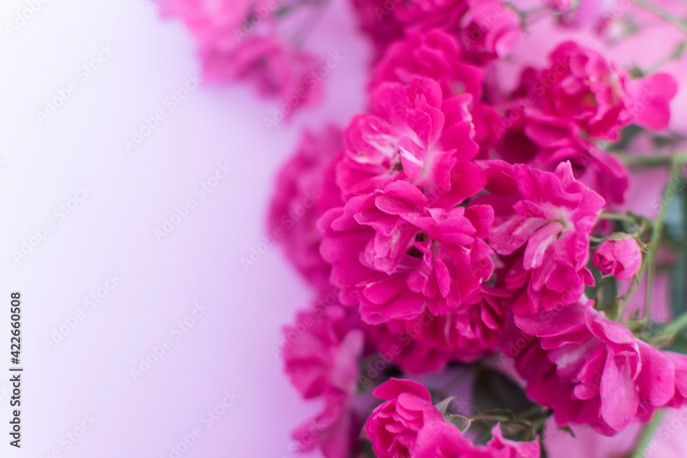 Pink flowers on pastel pink background. Mothers day, Valentines Day, Birthday celebration concept. Greeting card. Copy space for text, top view.Blur