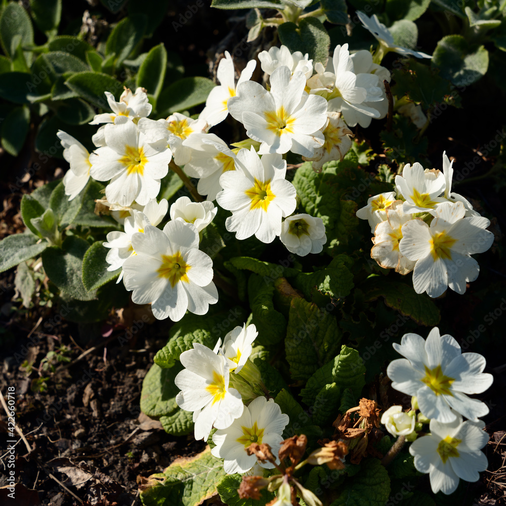 A group of yellow Primroses flowering in the spring sunshine A group of yellow Primroses flowering in the spring sunshine
