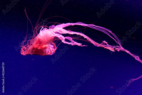 pink red jellyfish swims underwater. Jellyfish underwater. The jellyfish is red. Blue reef floating plankton