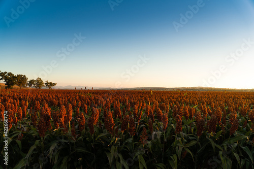 Sunset over sorghum field in rural australia