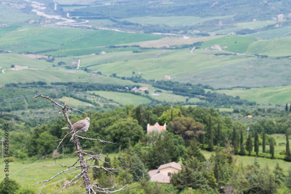 Collared Dove perched on a tree in Val d'Orcia Tuscany Collared Dove perched on a tree in Val d'Orcia Tuscany