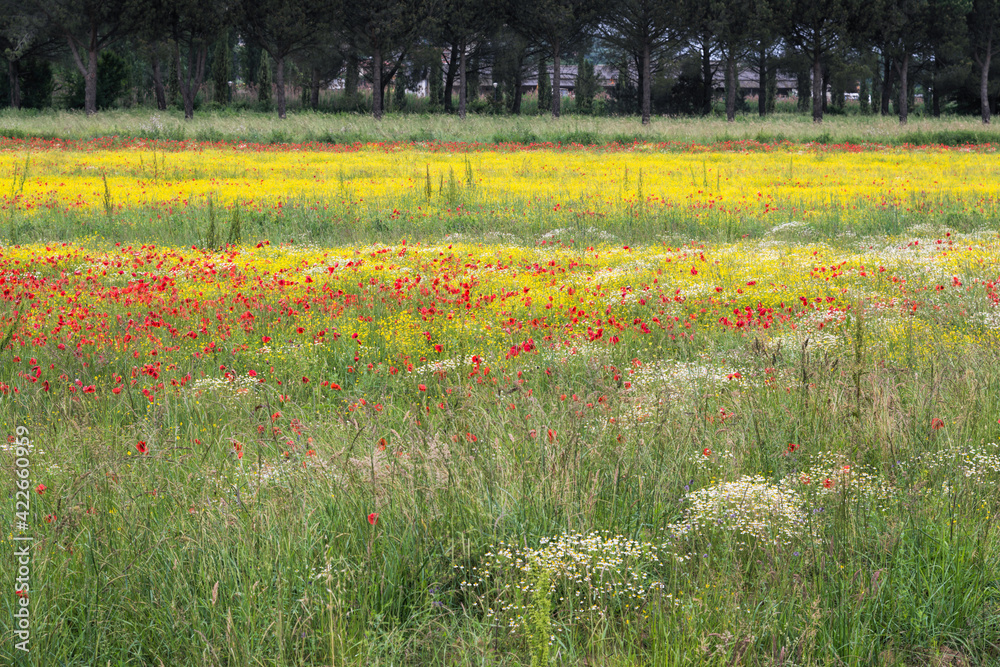 A field of spring flowers in Castiglione del Lago Province of Perugia A field of spring flowers in Castiglione del Lago Province of Perugia