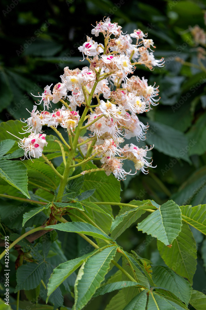 Sweet Chestnut blossom (castanea sativa) Sweet Chestnut blossom (castanea sativa)