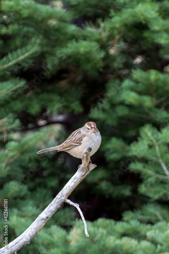 Immature White-crowned Sparrow (Zonotrichia leucophrys)