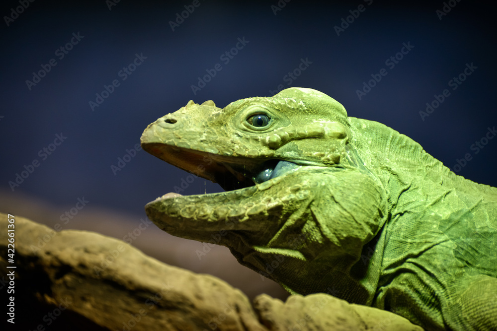 Fototapeta premium Green Iguana (Iguana iguana)