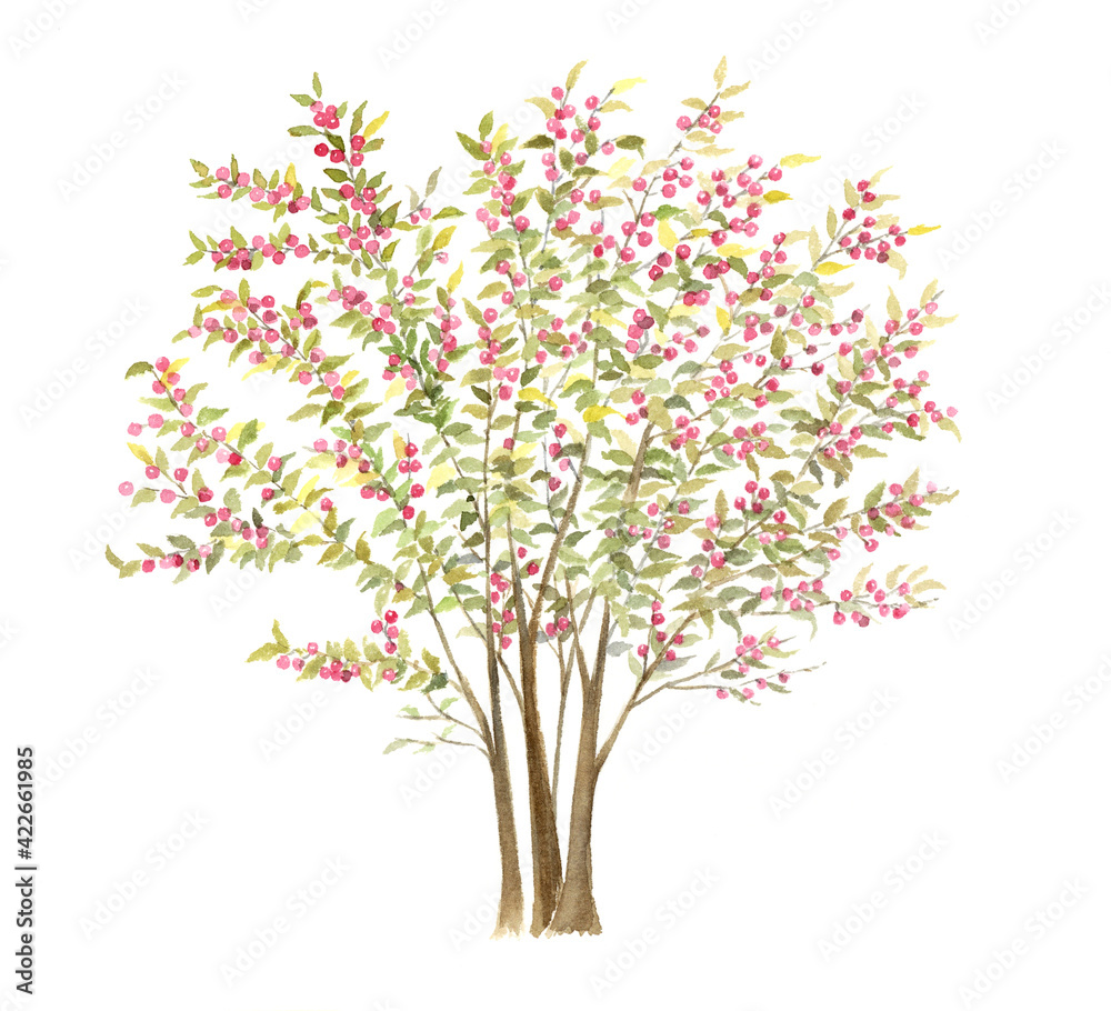 Fototapeta premium ウメモドキ 水彩イラスト