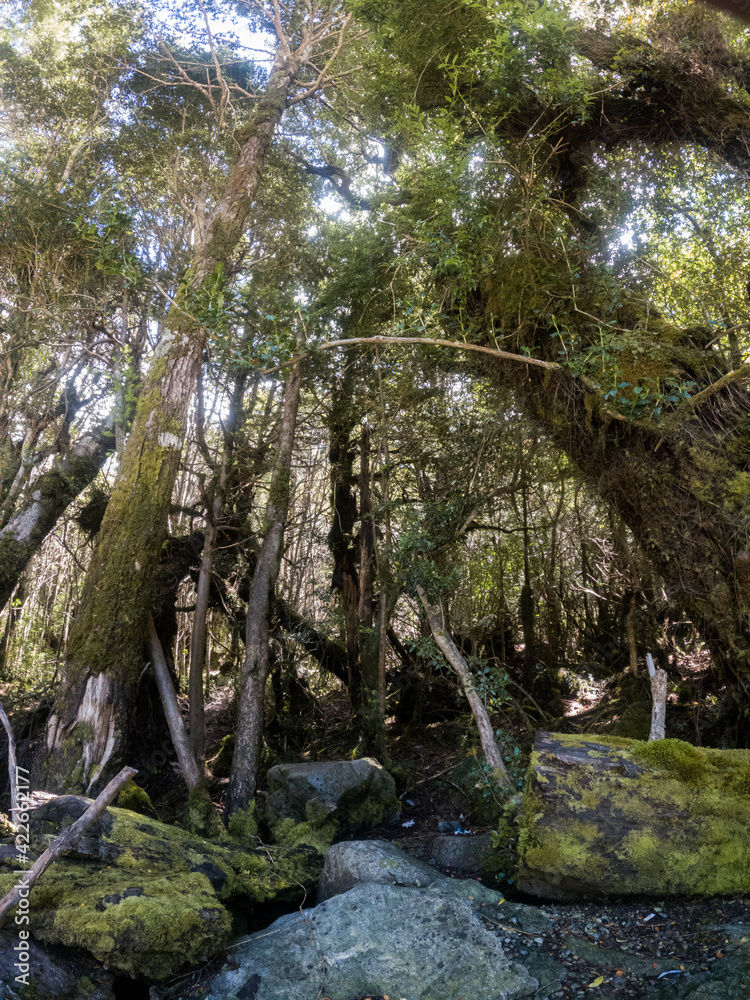 Fototapeta premium Árboles en la entrada al bosque.