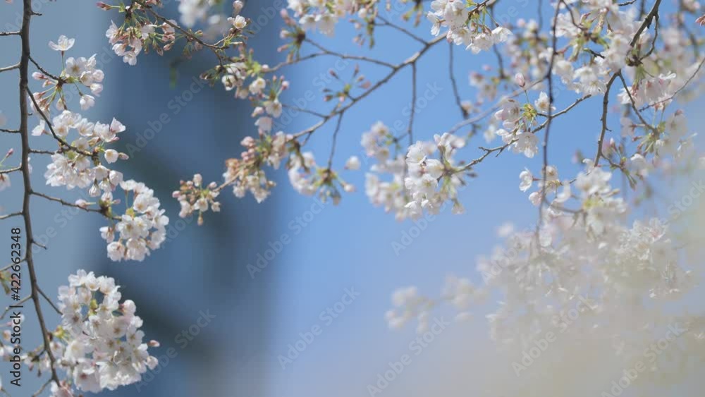 4K・桜・染井吉野