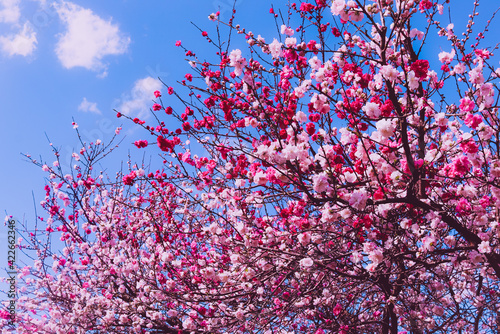 Blooming cherry blossom tree with pink and white blossoms in front of a blue sky