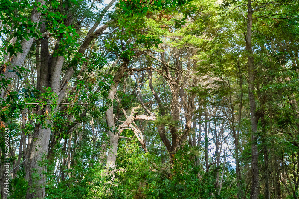 Obraz premium Low angle view of forest skyline