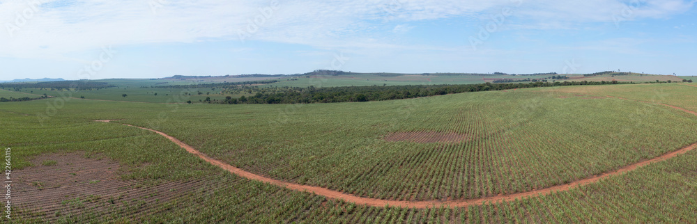 panoramic view of sugarcane plantation in sunny day in Brazil