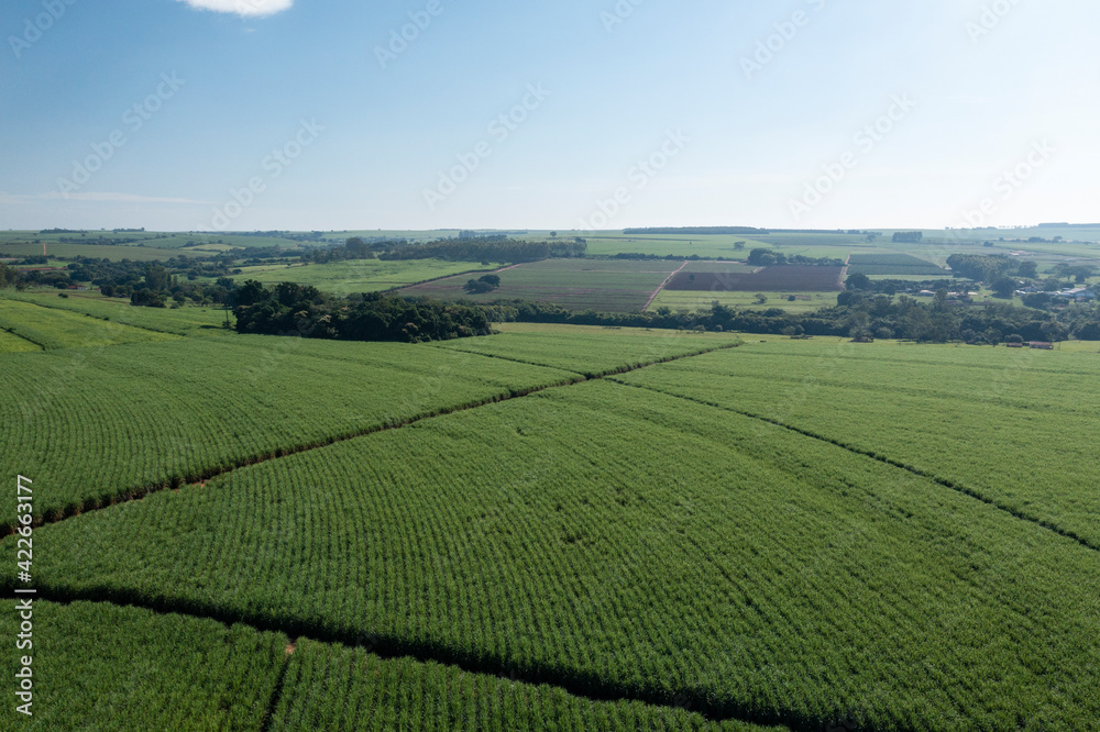 aerial view of sugarcane plantation in sunny day in Brazil