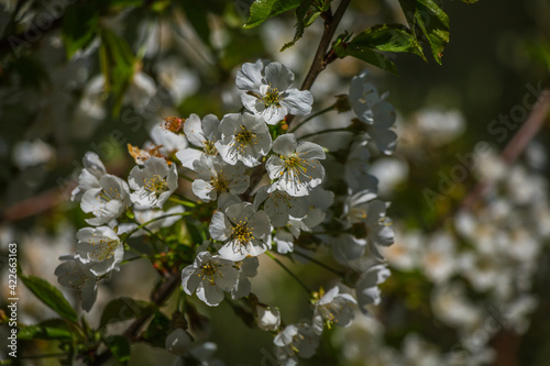 Blossom tree with white flowers at springtime. Bees taking polen from white flowers