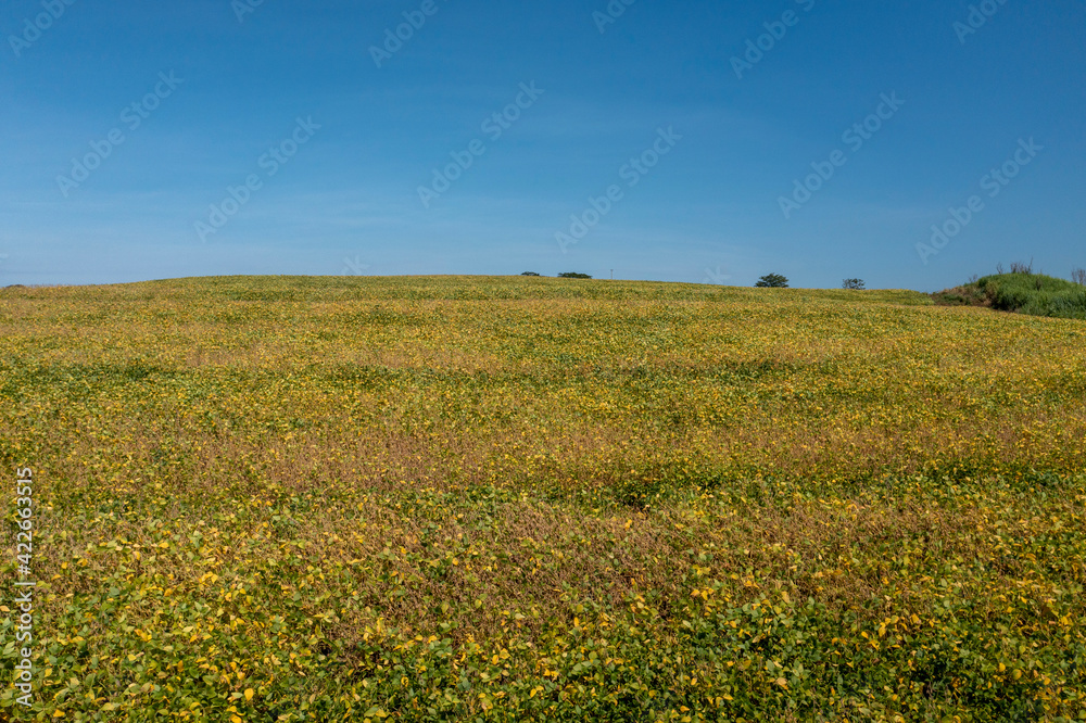 aerial view of soy plantation on sunny day in Brazil