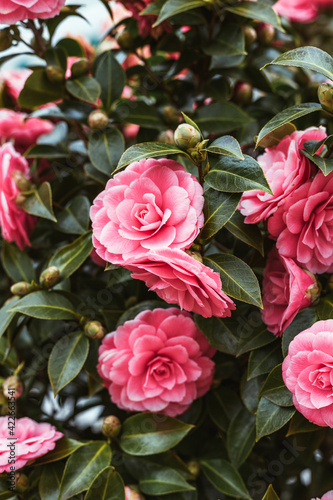Beautiful pink camellia in a spring garden.