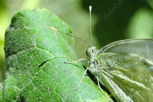 mariposa posada en hoja de calabaza © Sergio Peña y Lillo