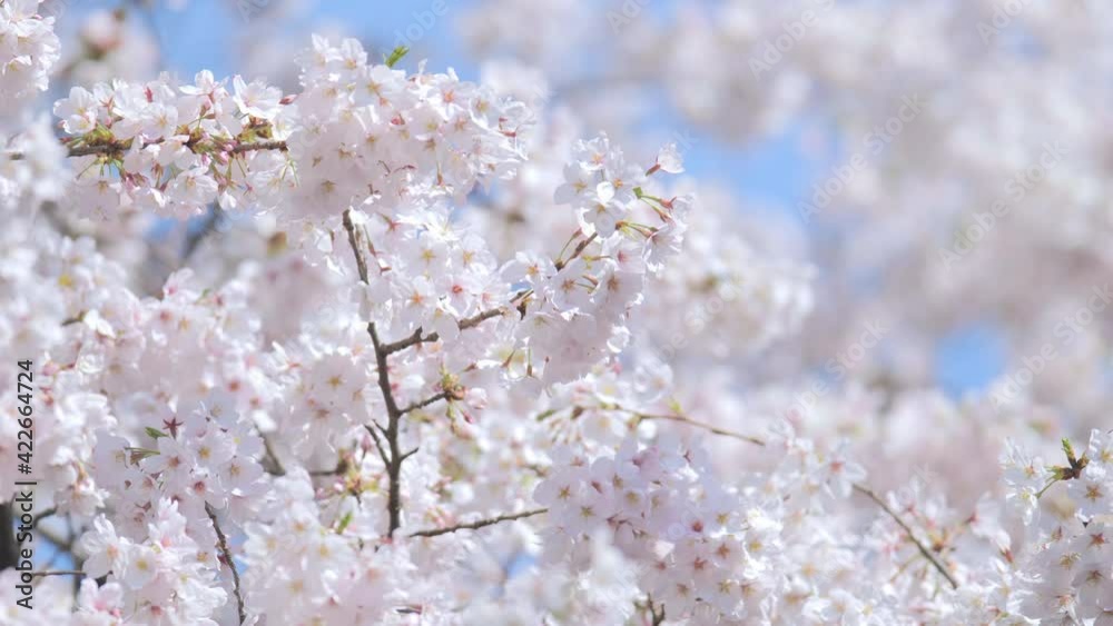 4K・桜・染井吉野