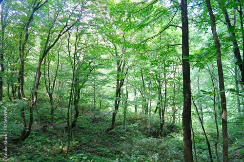 白神山地 世界遺産の径 ブナ林散策道