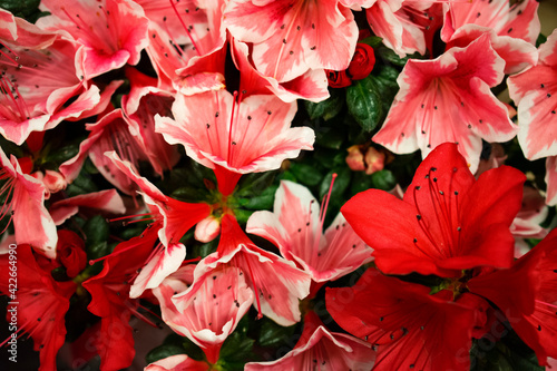 red and white flowers 