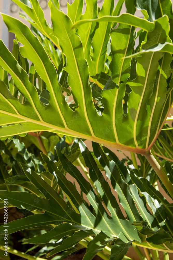 Fototapeta premium Monstera philodendron close up