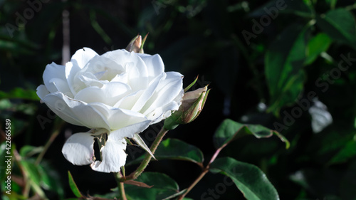 Rosa blanca en la oscuridad.