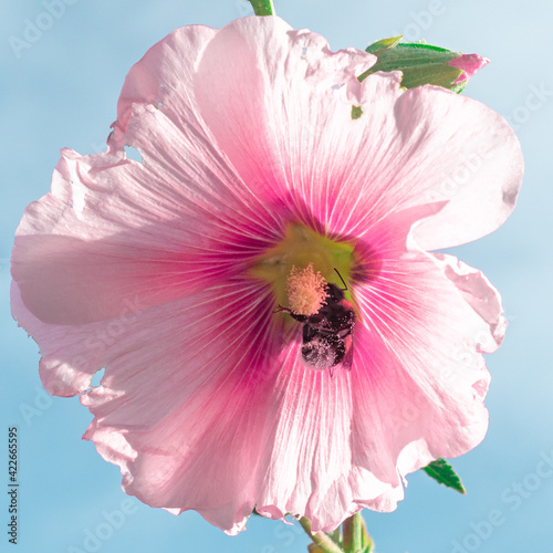 Flores coloridas en un día soleado.