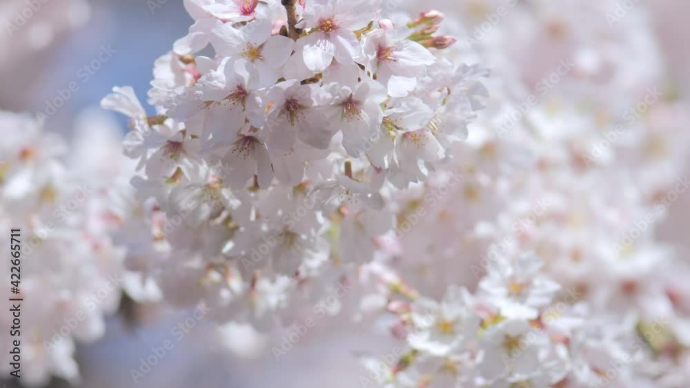 4K・桜・染井吉野