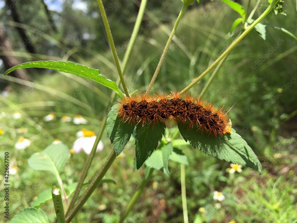 Burner worm standing on plant. Nature, Insect and Landscape. Burner worm standing on plant. Nature, Insect and Landscape.