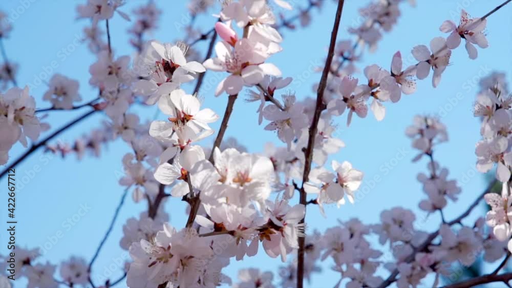 Beijing spring sunny sky, blooming pink mountain peach Beijing spring sunny sky, blooming pink mountain peach