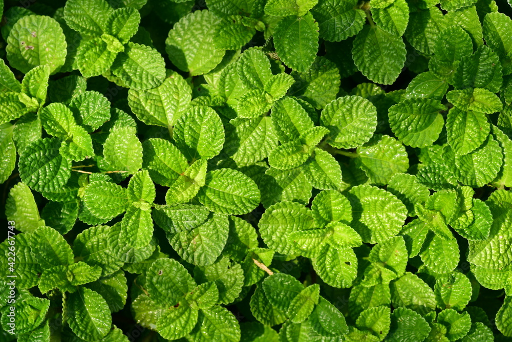 Green Creeping Charlie (Pilea nummulariifolia) leaf plant, Ornamental plant at home and garden, Nature background Green Creeping Charlie (Pilea nummulariifolia) leaf plant, Ornamental plant at home and garden, Nature background