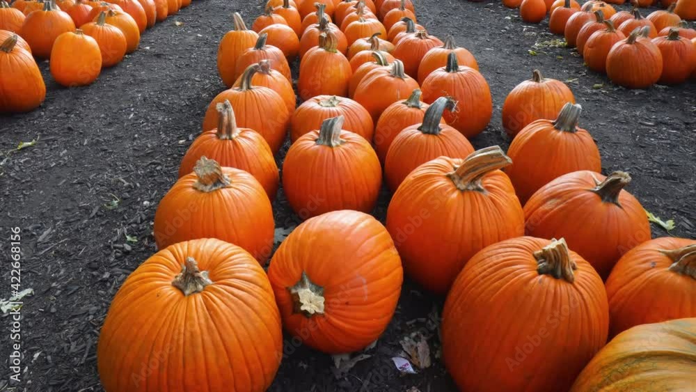 Slow pan up over hundreds of freshly harvested pumpkins in rows Slow pan up over hundreds of freshly harvested pumpkins in rows