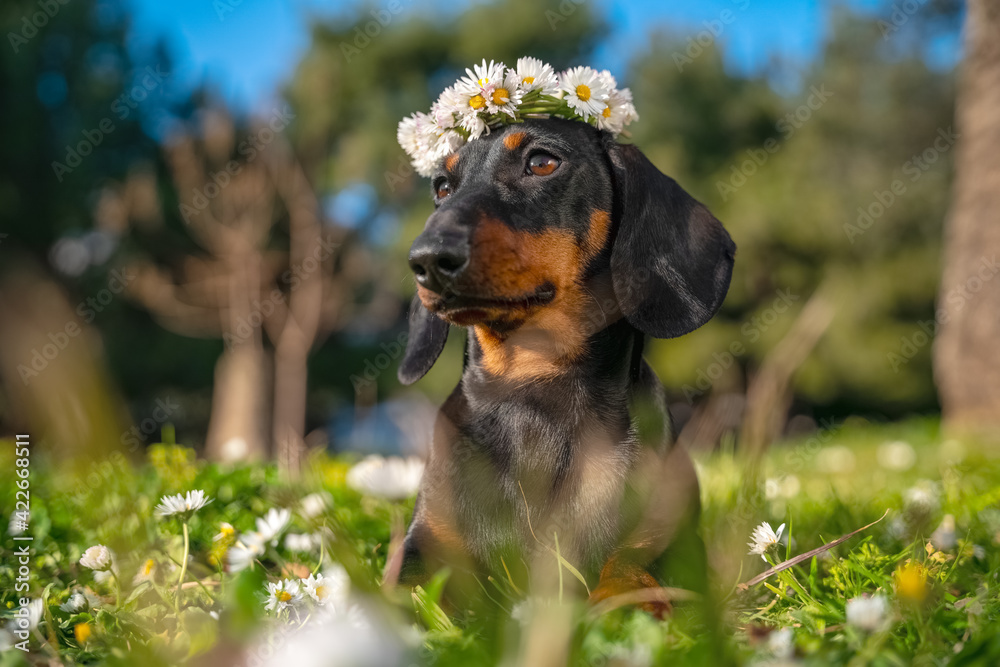 Happy dachshund puppy dog wearing wreath of daisies lies on green summer grass. Copy space for text.