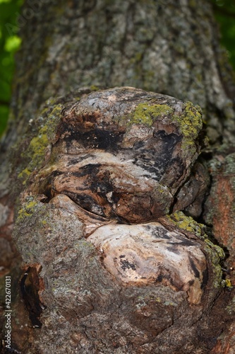 moss and knot on the tree