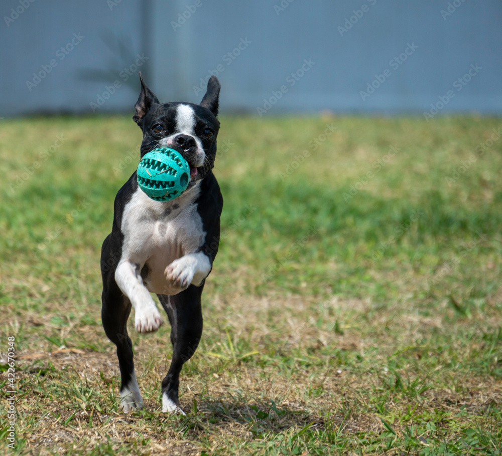 Boston Terrier Runnging with Rubber Ball in Backyard in Florida.