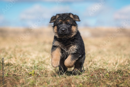 German shepherd puppy running outdoors in summer © Rita Kochmarjova