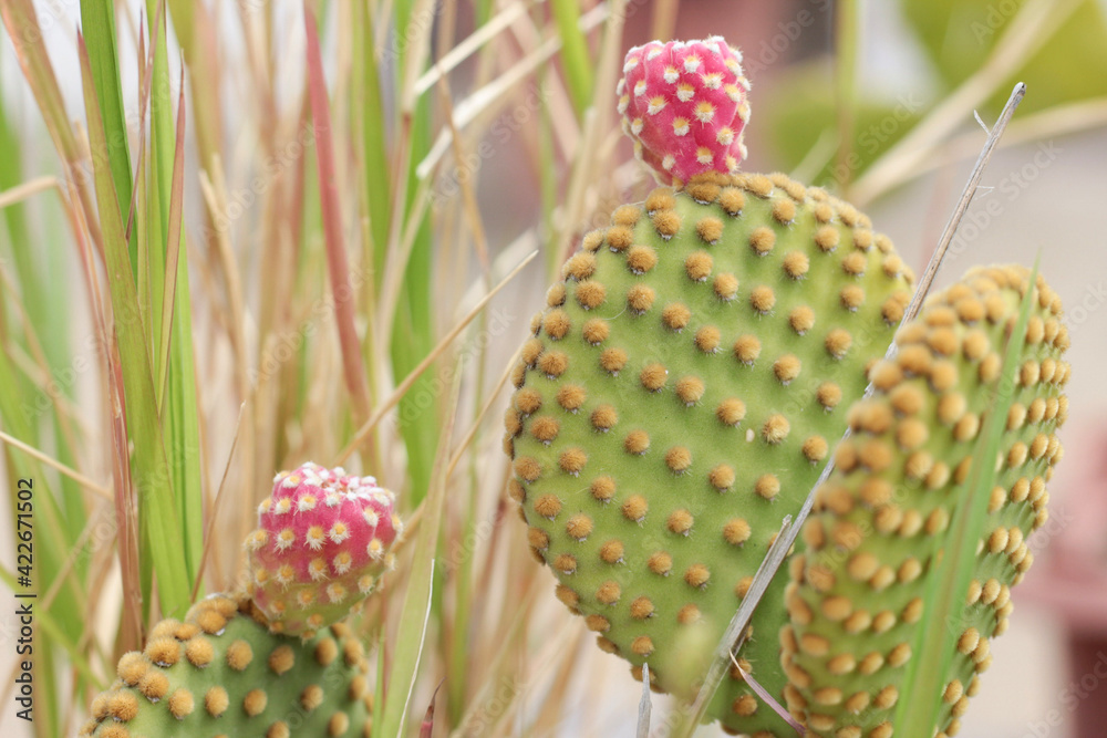 Pink flower at the top of a cactus Pink flower at the top of a cactus