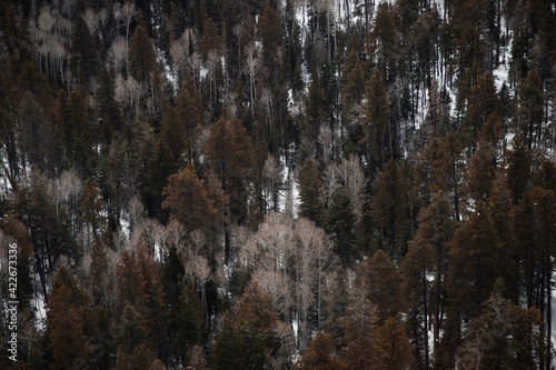 forest in autumn