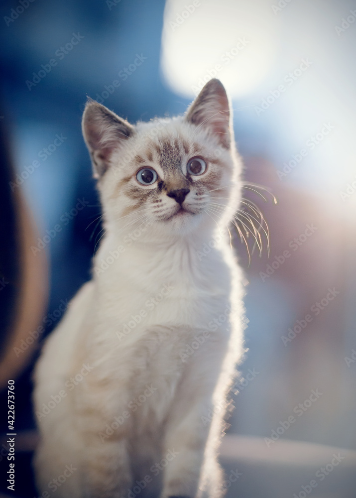 Portrait of a kitten of Thai breed.