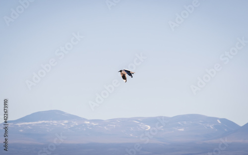 Bird flying in a clear sky with mountains