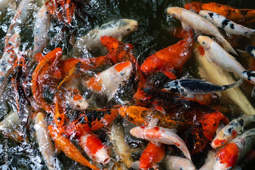 Koi fish or carp fish swimming in pond Koi fish or carp fish swimming in pond