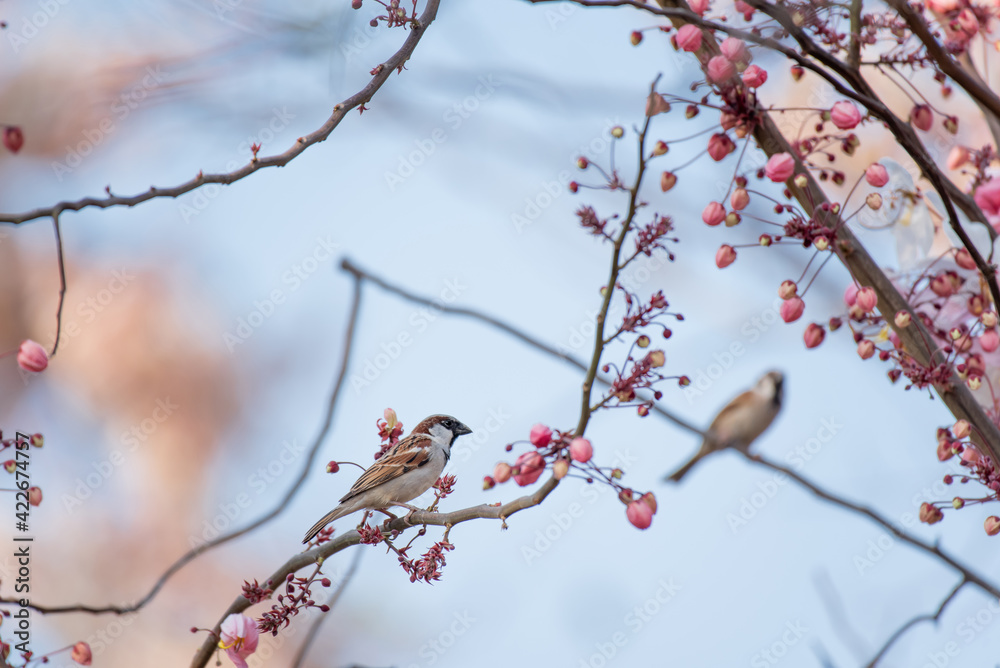 Eurasian Tree Sparrow bird on tree branch.