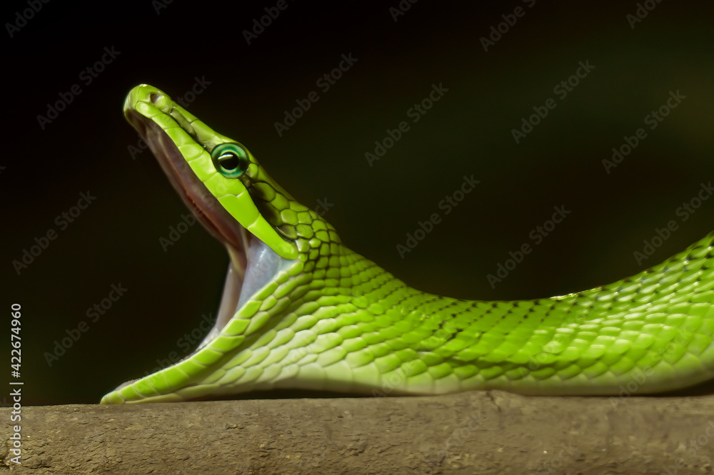 Obraz premium Close-up Red-Tailed Green Ratsnake Yawning Isolated on Nature Background