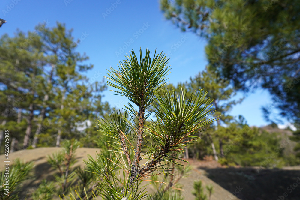 Closeup photo of green needle pine tree. Forrest of green pine trees. Green pine branches Closeup photo of green needle pine tree. Forrest of green pine trees. Green pine branches